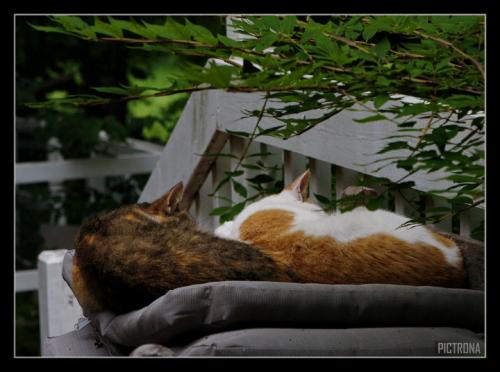 ShadowLennyNap