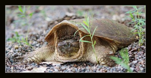 SnappingTurtleMinnehahaCreek