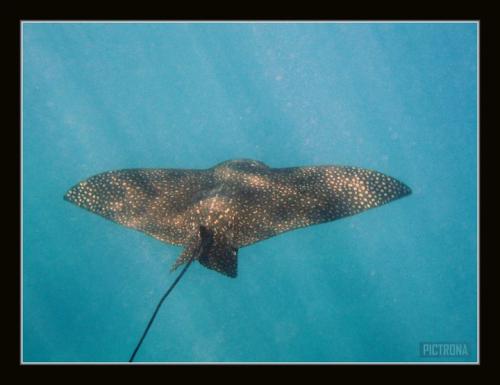 SpottedEagleRayHawaii