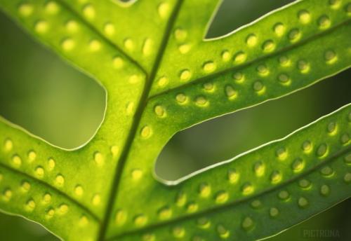 SpottedGreenLeaf