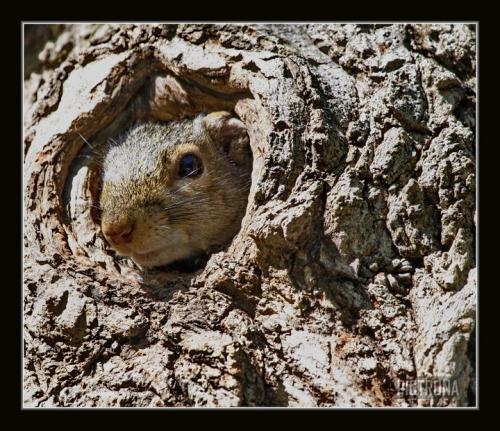 SquirrelPeek
