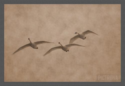 Swans