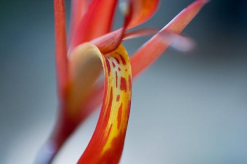 TigerLilly