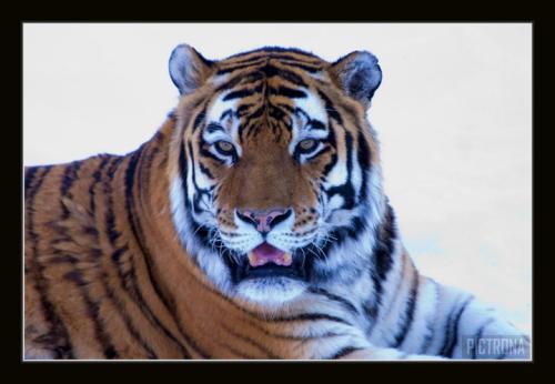 TigerSnowComoZoo