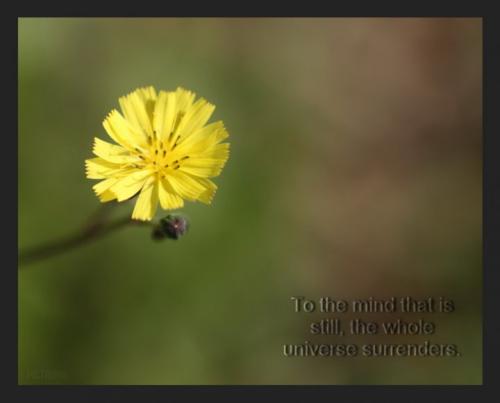 TinyYellowFlower