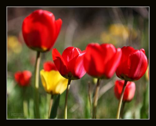 TulipsMinnesota