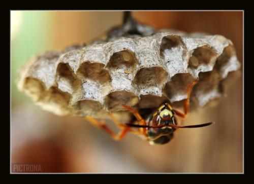 WaspNest