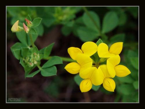 YellowFlowerClustersMinnesota