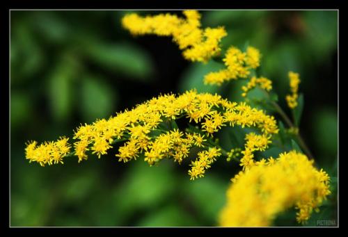 YellowFlowerWeed