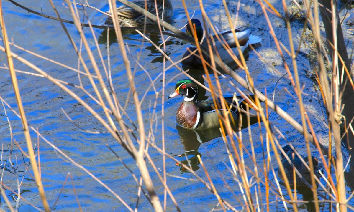 wood-duck-IMG_9942-2000x1200